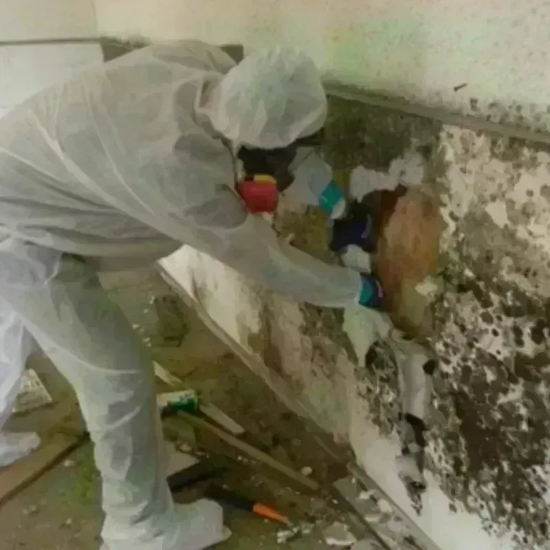 Mold Remediation and Removal in Amelia, LA